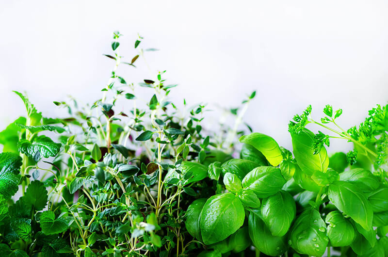 Herbes aromatiques