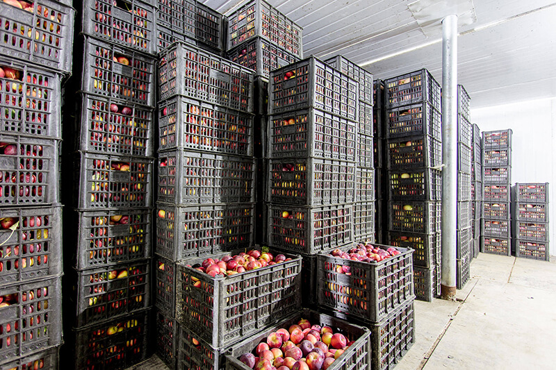 La nébulisation ARECO pour chambre froide fruits et légumes